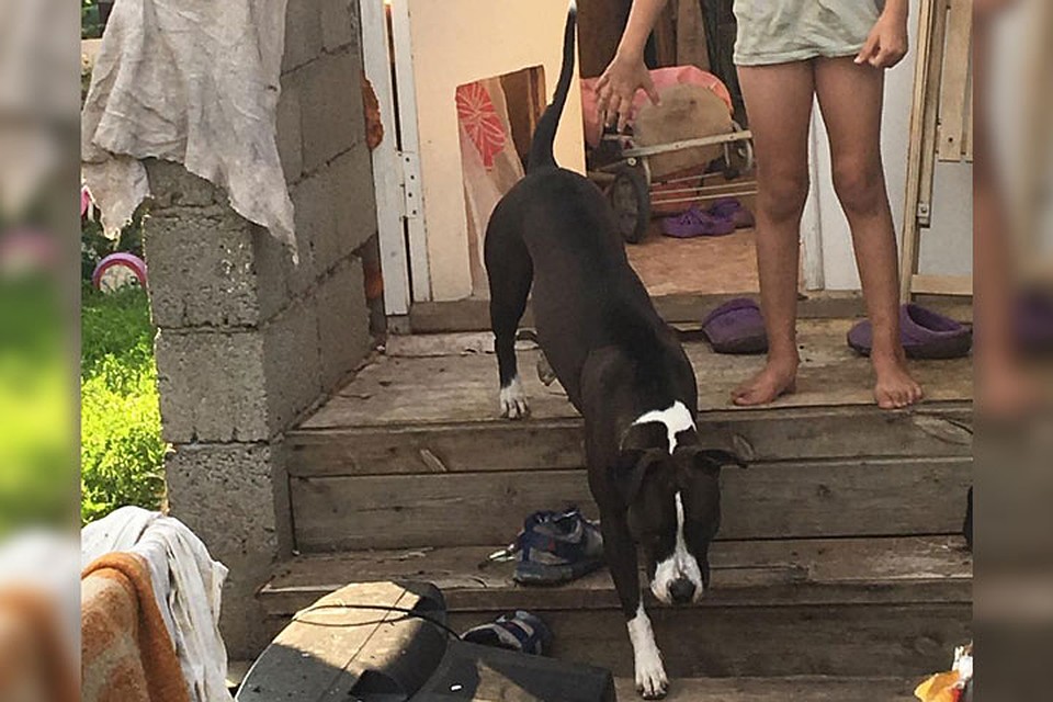Хозяева собаки не принесли извинений