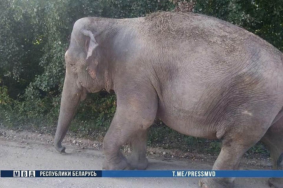 Слона нашли в нескольких километрах от загона. фото: МВД