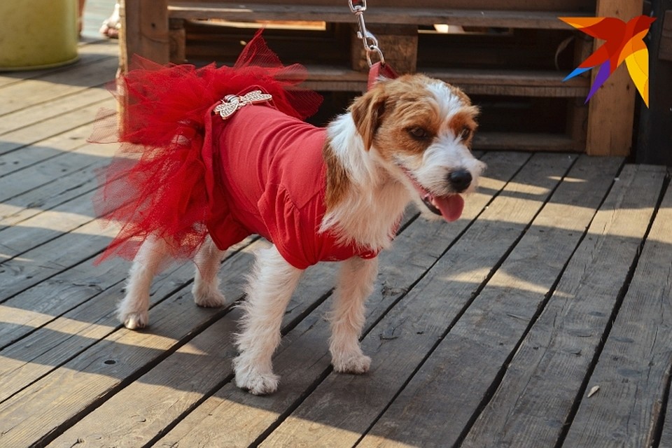 Pets Fest Day. Фото: Кирилл Мишин
