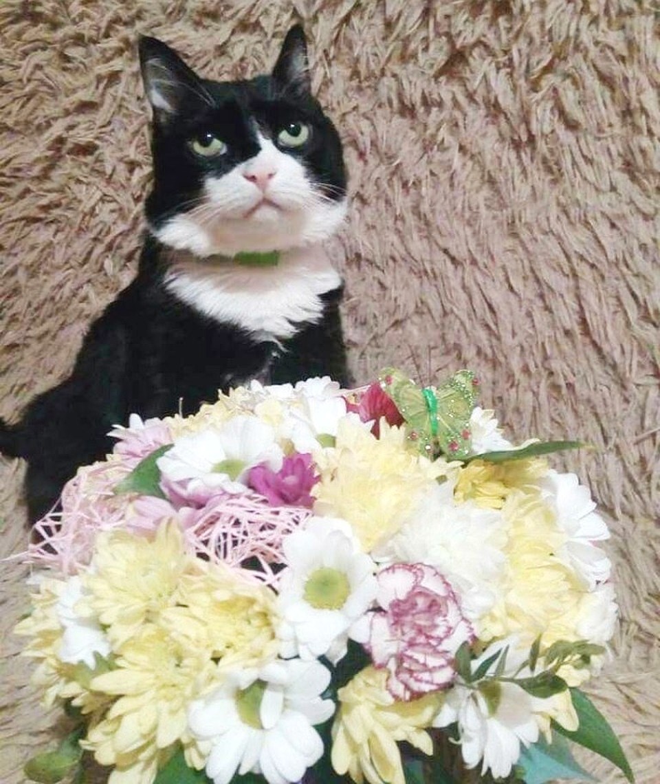 «Лучше бы купили кошачью мяту». Фото героев публикации