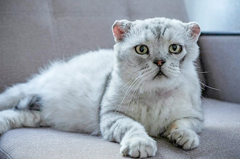 В соцсетях все восхищаются этой брутальной мордашкой. Фото: vk.com/freedomanimals
