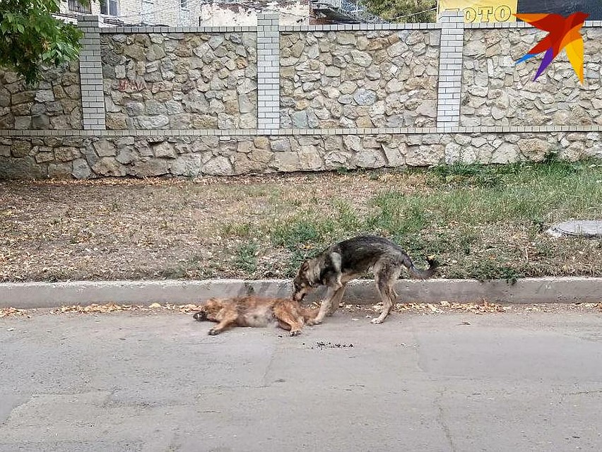 В Саратове догхантеры отстреливают собак прямо во дворах домов Фото: Екатерина Семенова