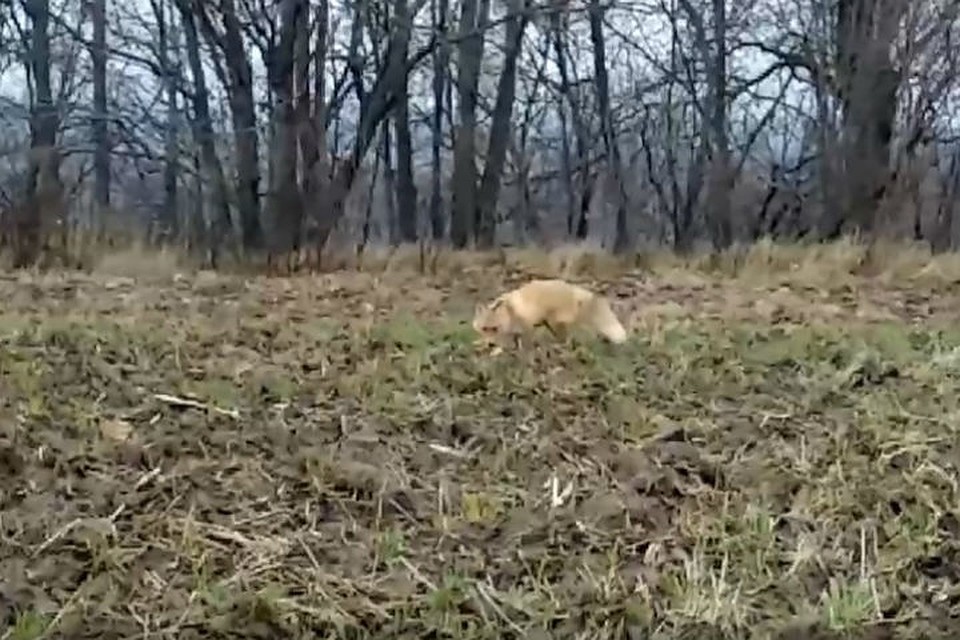 Нижегородцы поделились трогательным видео. ФОТО: Типичный Нижний