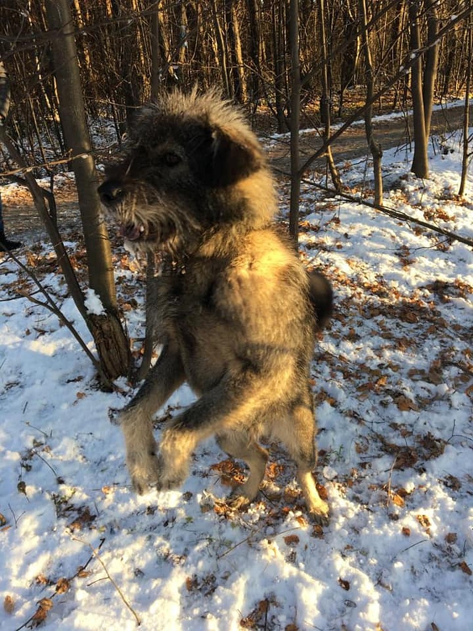 Пес оказался совсем еще щенком, но очень позитивным и любвеобильным. Фото: Антон Стуликов