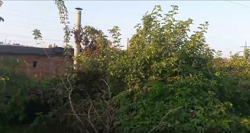 Именно здесь за высокими кустами обнаружили мужчину. Фото: "Лиза Алерт"