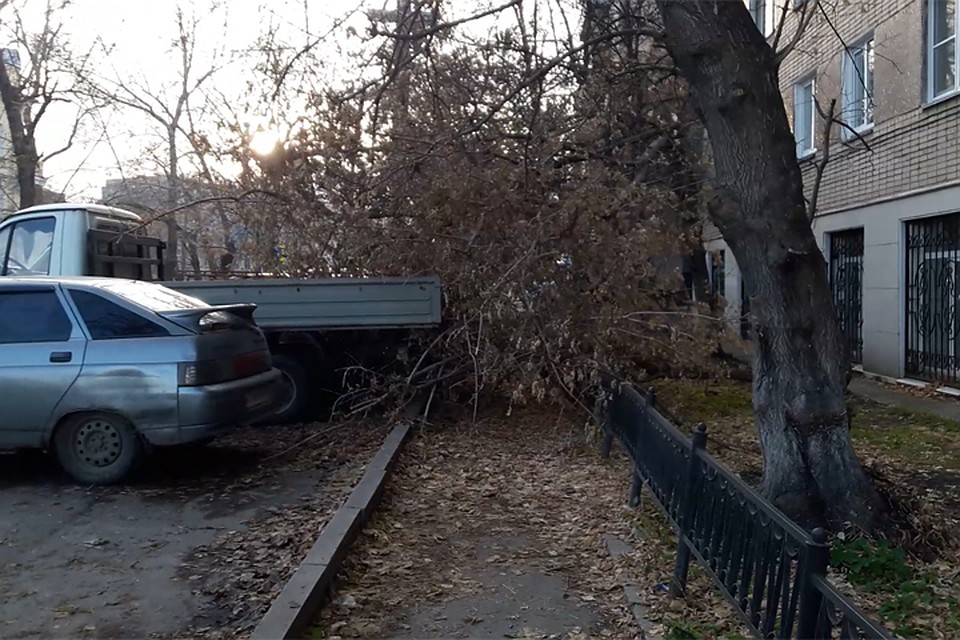 Проход по тротуару перегородило упавшее дерево. Фото: Ирина КАРЕЛИНА