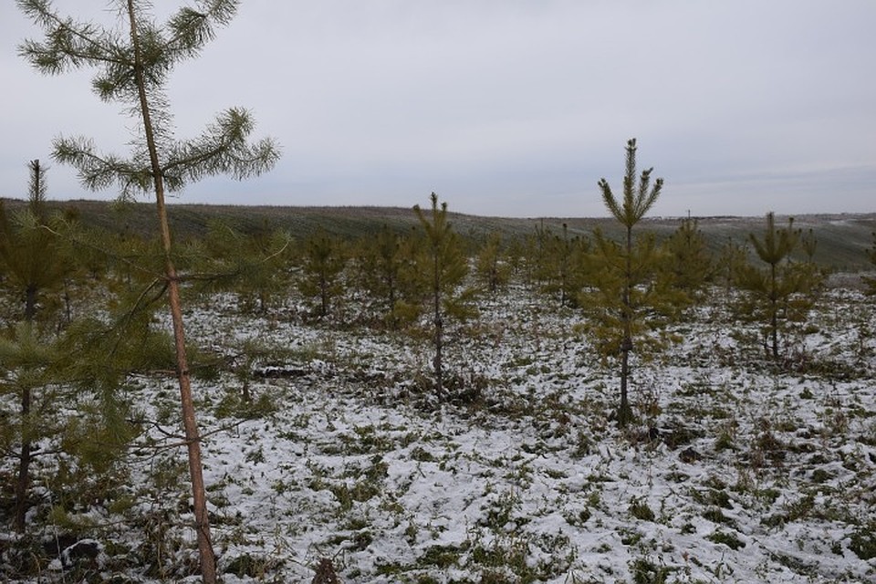 скоро на месте, где шла добыча угля, зазеленеют леса. ФОТО: ЗАО "Стройсервис"