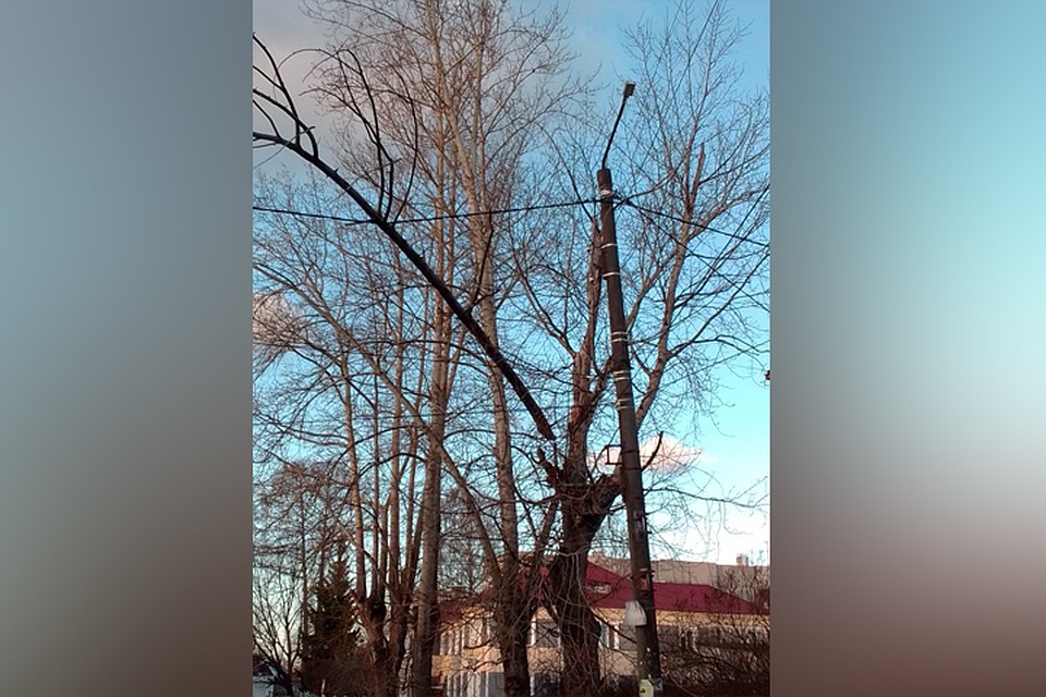 Ветка упала на провода рядом с детсадом. Фото: СОЦСЕТИ