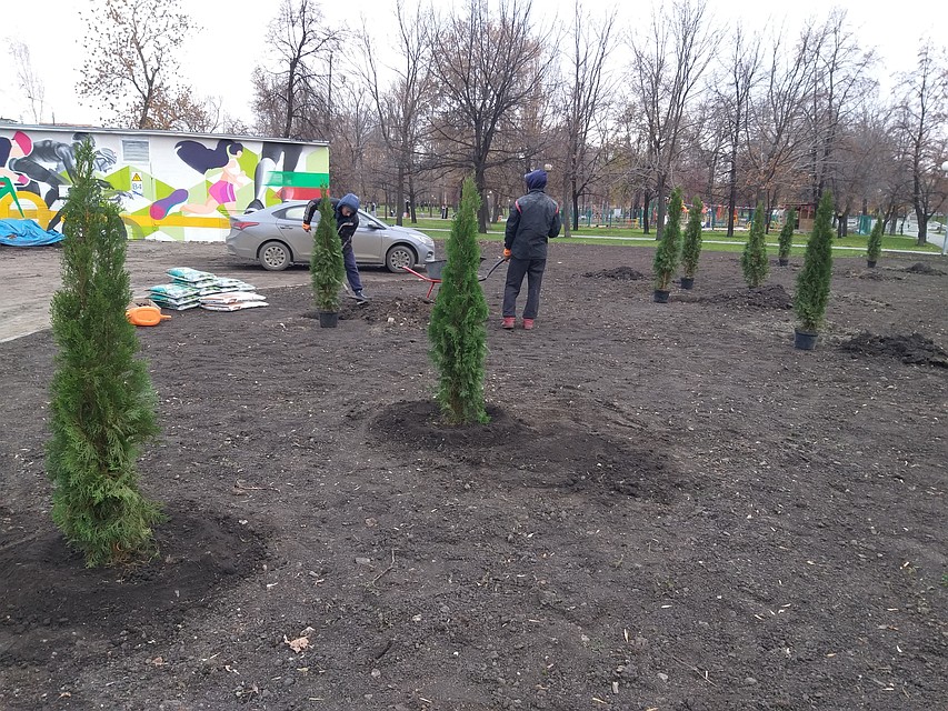 На Алом поле высаживают туи. Фото: Инна КУМЕЙКО