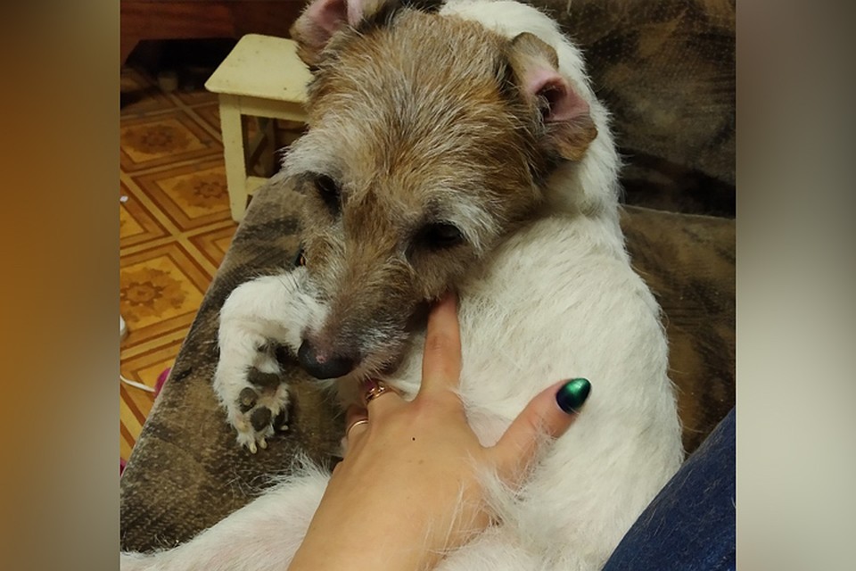 Сначала Феню приютила нижегородка Елена, которая затем нашла ей новых хозяев. Фото: СОЦСЕТИ