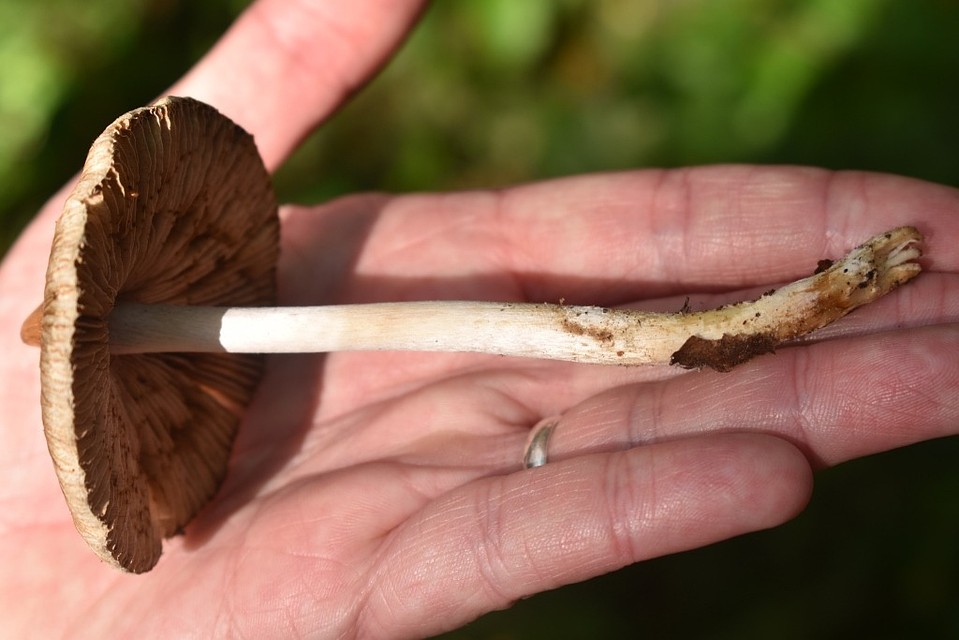 Inocybe rimosa. Фото: предоставлены кафедрой микологии и альгологии Биологического факультета МГУ