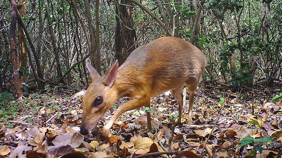 Чепрачный олень Фото: Southern Institute of Ecology