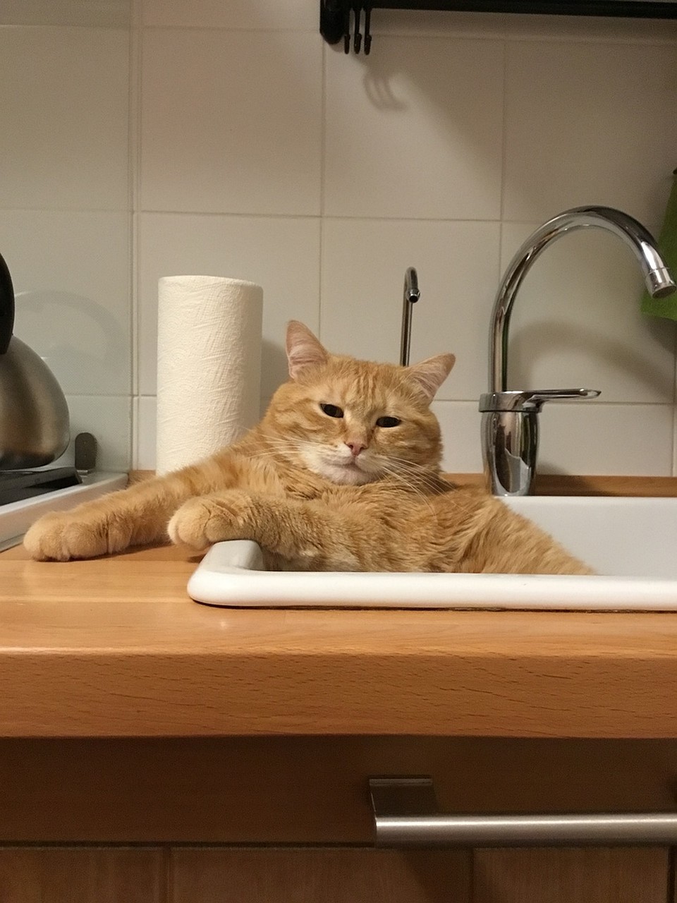 Я кот Персик, а не посудомойка. Фото: из личного архива