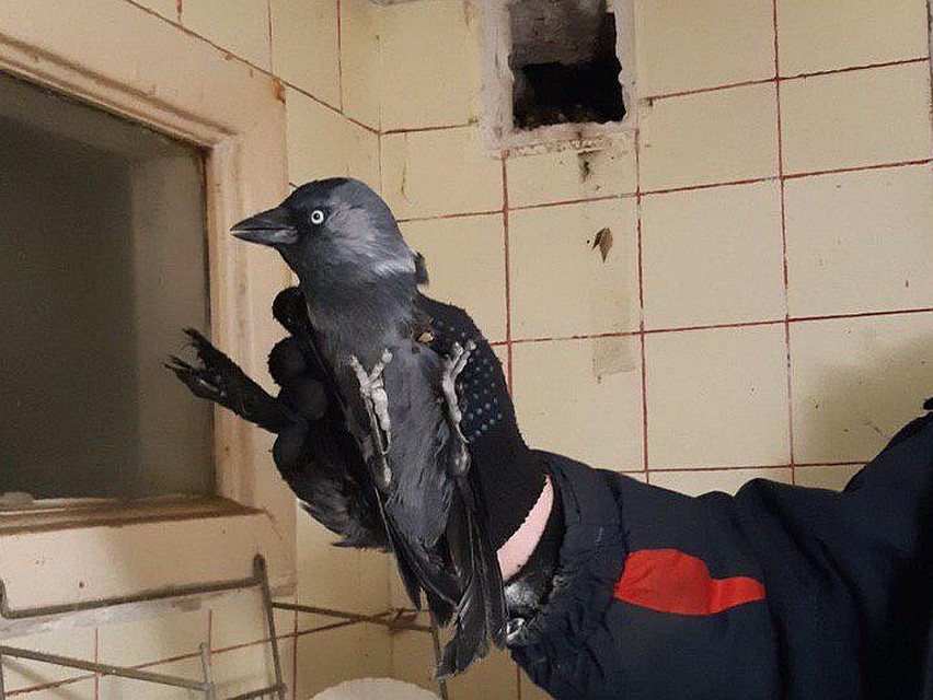 Фото Саратовского городской службы спасения