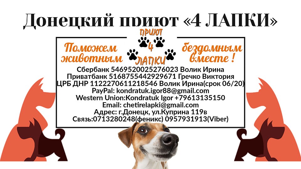 Фото: приют "4 ЛАПКИ"