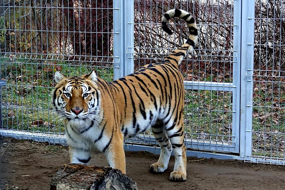 Двое тигров - Кан и Гог - остаются жить в Познани. Фото: Zoo Poznań Official Site