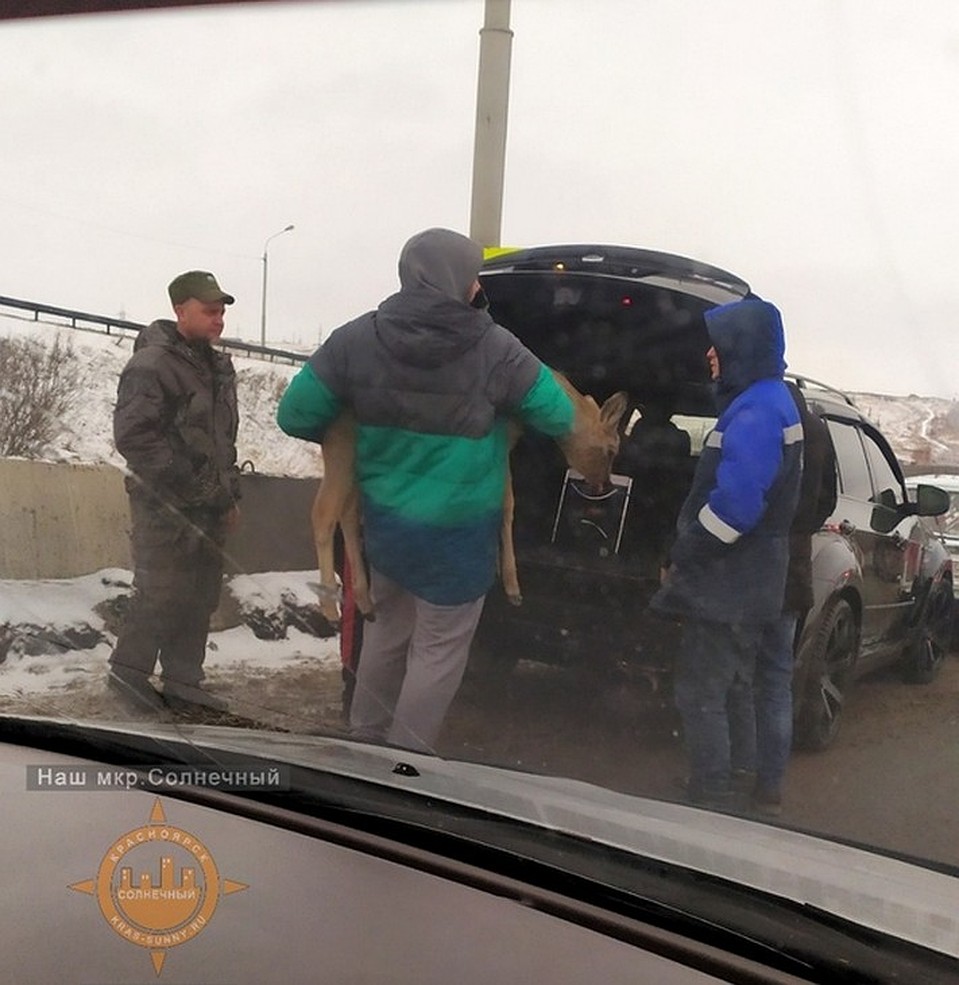 Ее подобрал проезжающий мужчина и привез в ветеринарную клинику. Фото: «Наш мкр. Солнечный. Красноярск»