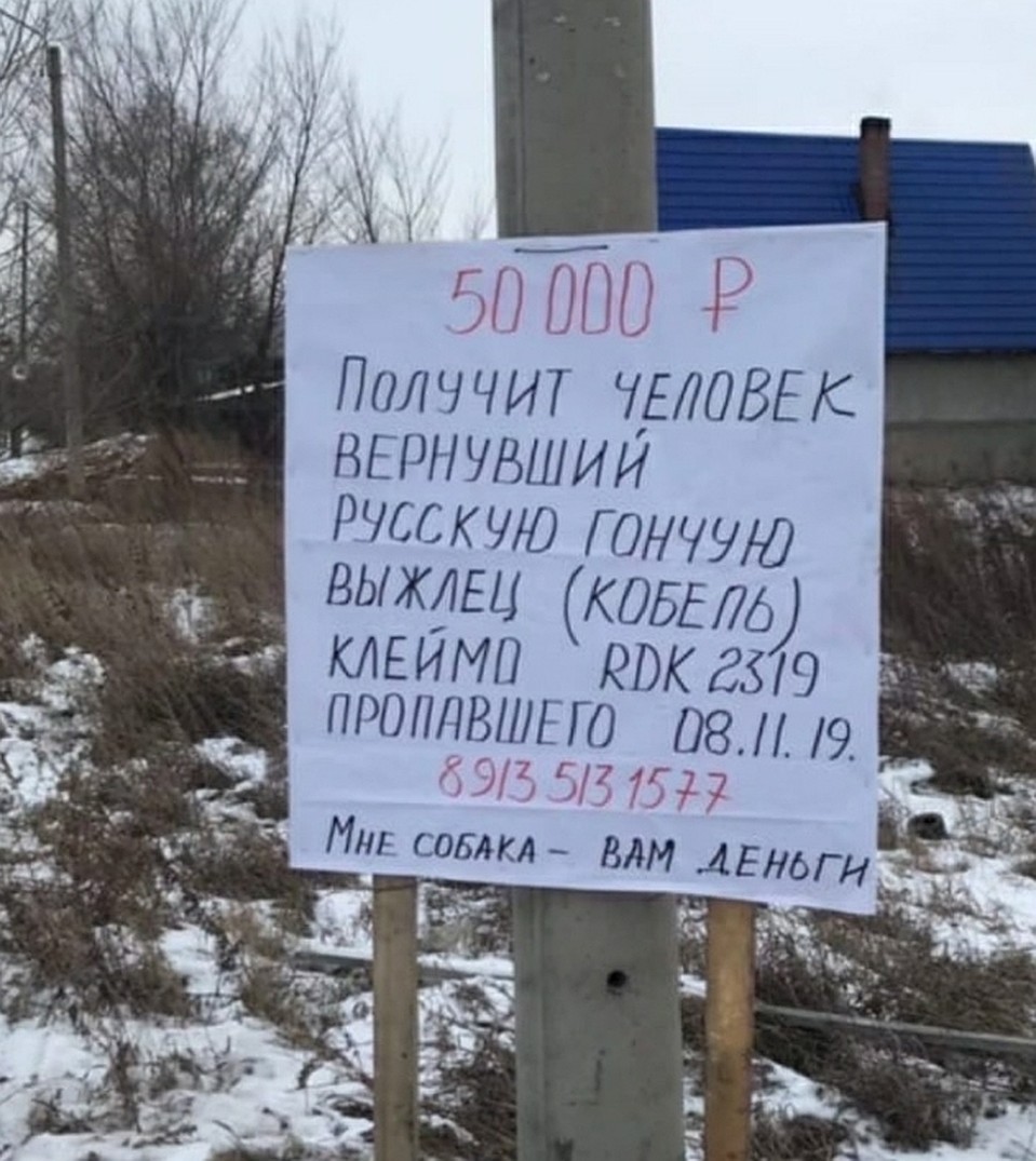 Объявление Фото: семейный архив заводчиков