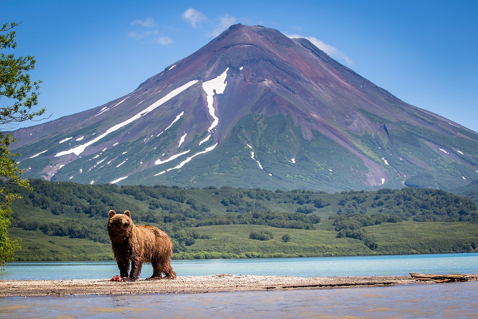 На Камчатке действительно много медведей, но в городе их не увидишь Фото: Shutterstock