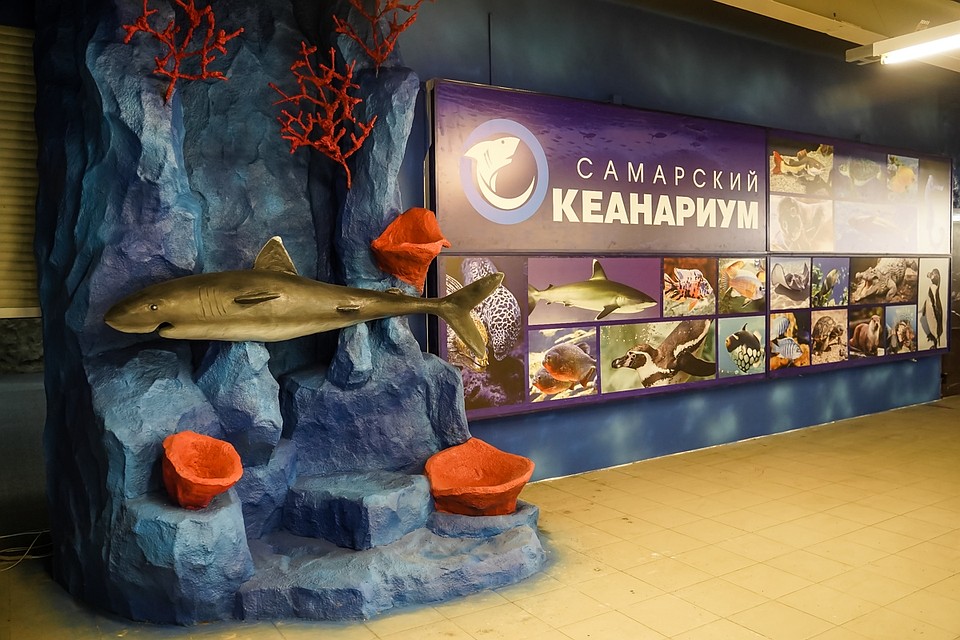 В океанариуме собрано более 4000 речных и морских обитателей Фото: Светлана МАКОВЕЕВА