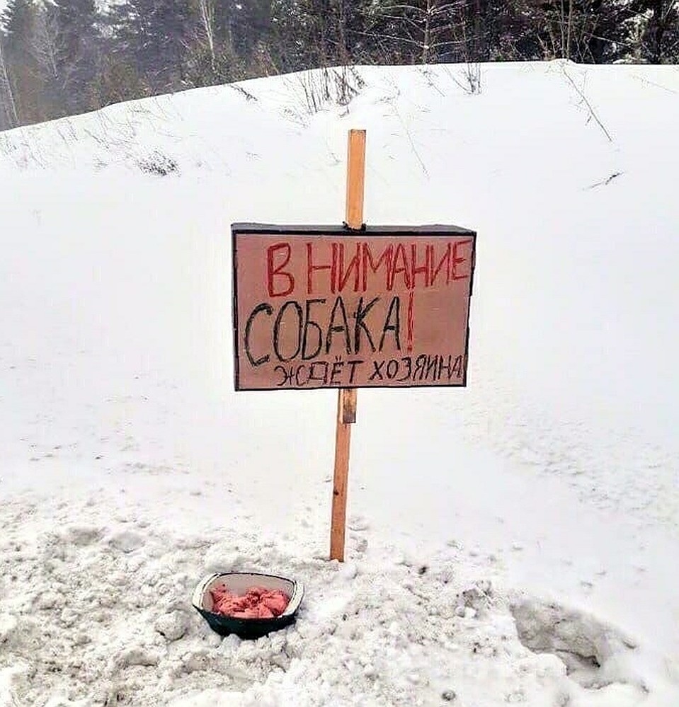 Объявление и еда для верного пса Фото: ЧП-Канск