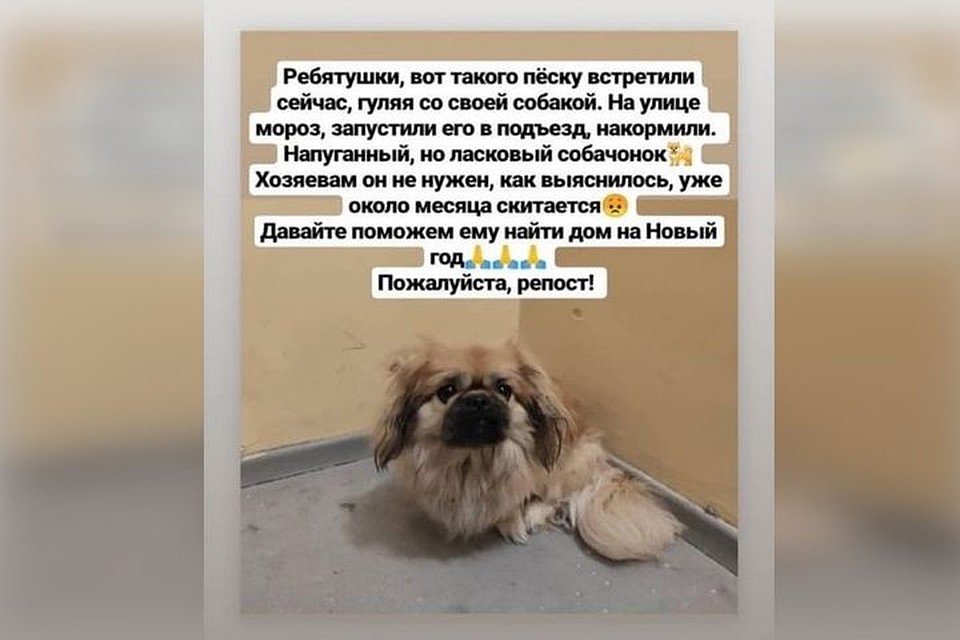 Вот такое объявление в Инстаграме увидела хозяйка Цыпы. Фото: СОЦСЕТИ