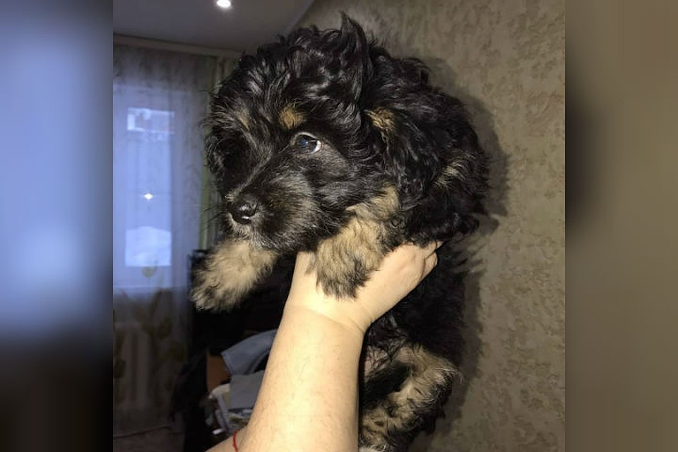 Малышка уже обрела новый дом. Фото: dobrye_ruki_bratsk в Инстаграме.