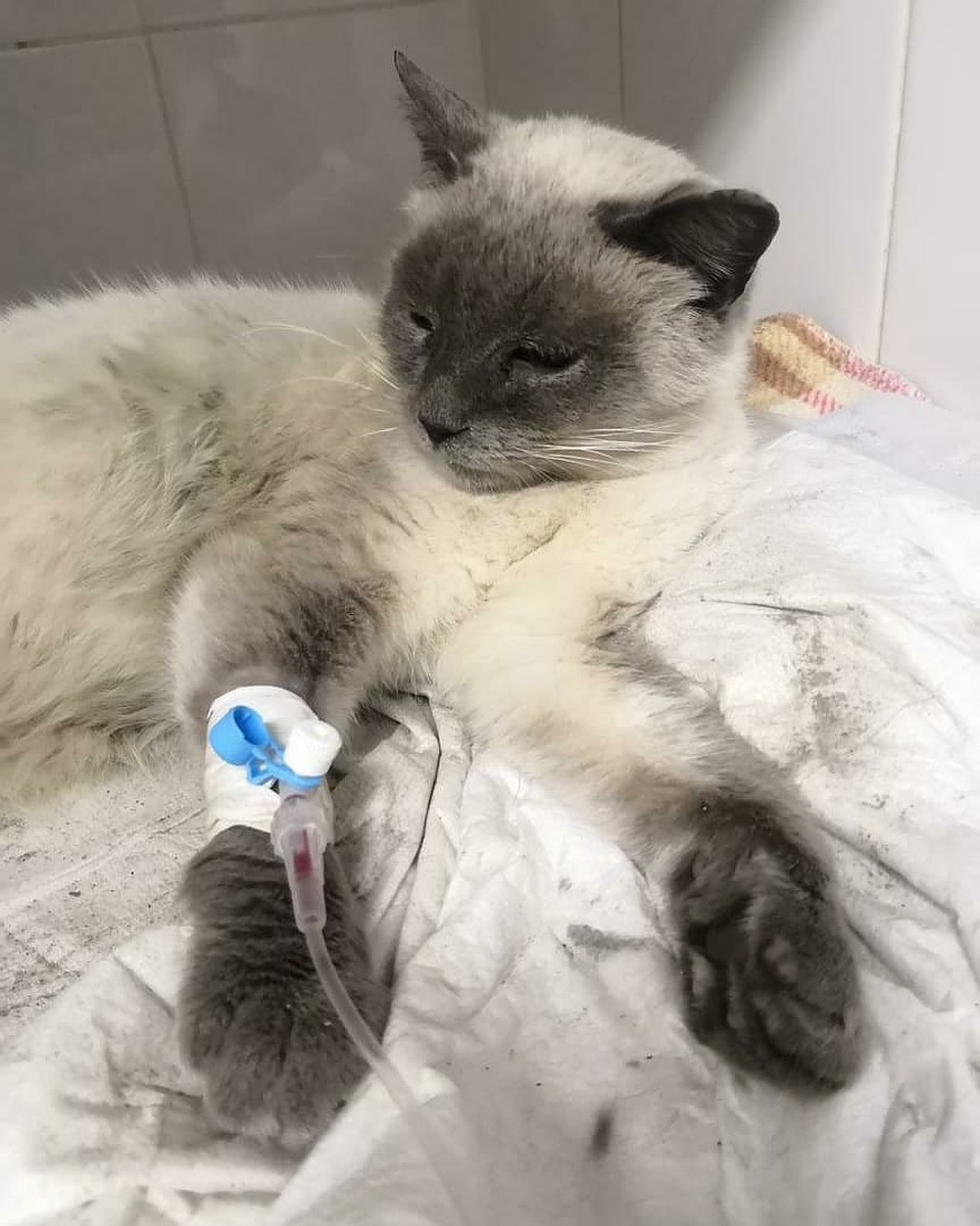 Надежда взяла кошку к себе домой. Фото: instagram.com/minivselennaya_v_macrocosmose