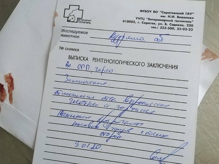 Рентген показал множественные переломы и травмы. Фото группы bezdomnie_givotnie_engels в Instagram