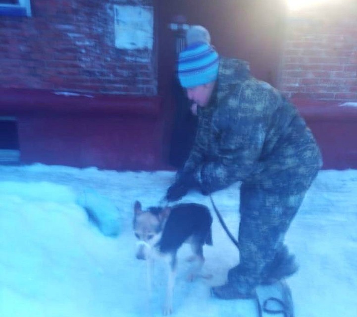 Фото: dog-omsk.ru