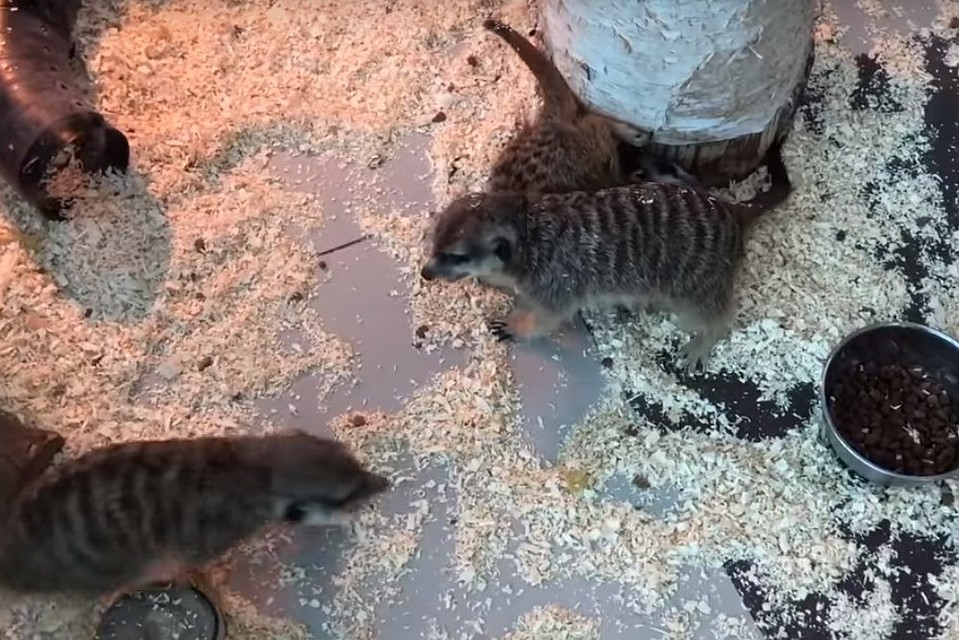 У сурикатов разъезжаются лапки на скользком полу. Фото: кадр с видео