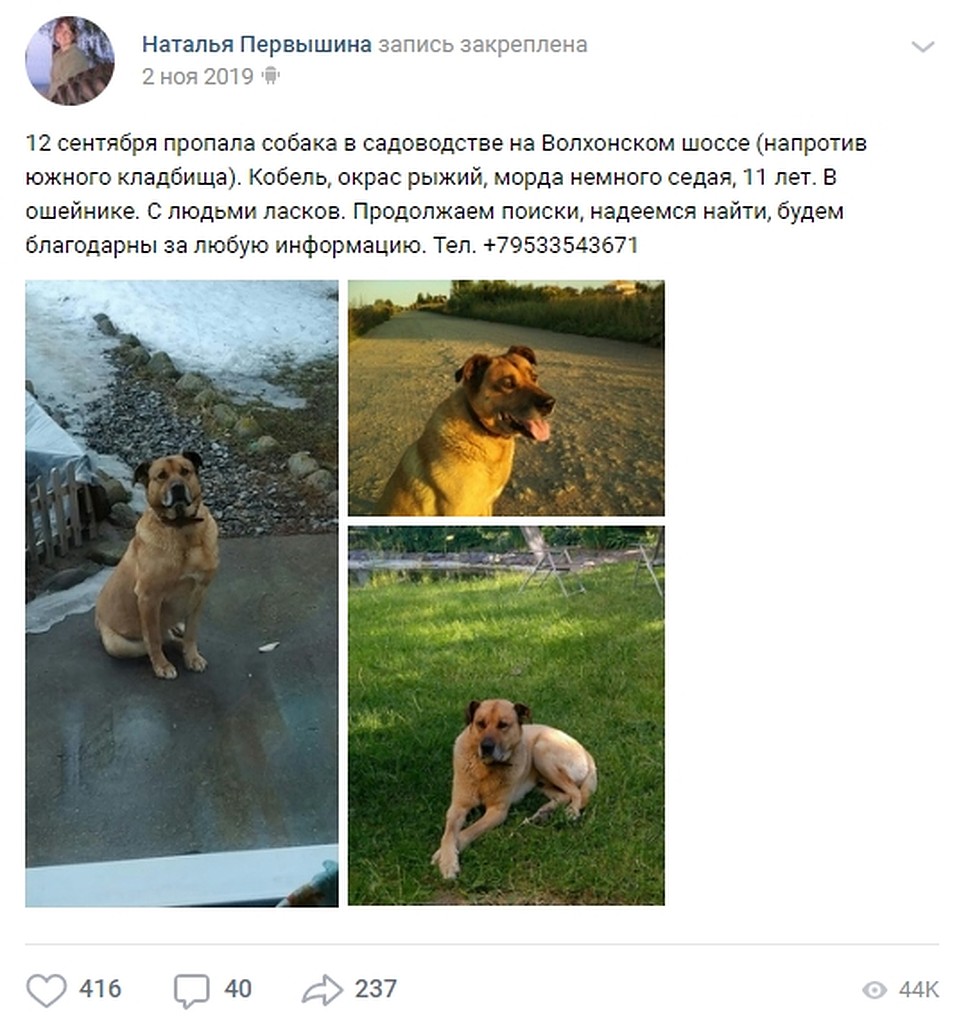Почти полгода любые поиски пса не дают результата. Фото: vk.com/pernata