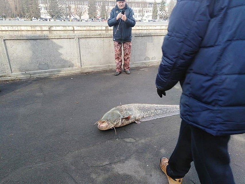 Сом оказался силен - едва не утащил в Преголю рыбака. Фото: предоставлено очевидцем