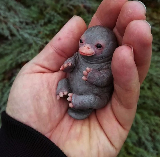 Ненастоящий новорожденный утконос. Разница есть.
