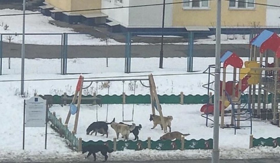 Четвероногие не боятся людей и спокойно играют на территории детского сада