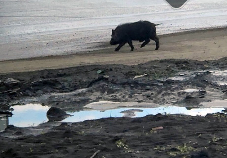 Одного кабанчика не удавалось поймать до самого вечера. Фото: vk.com/magnitkacity