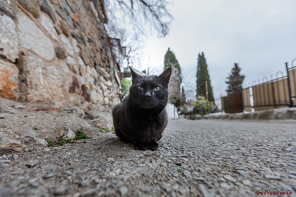 Коты - это особая каста Крыма. Фото: Алекс Кедми