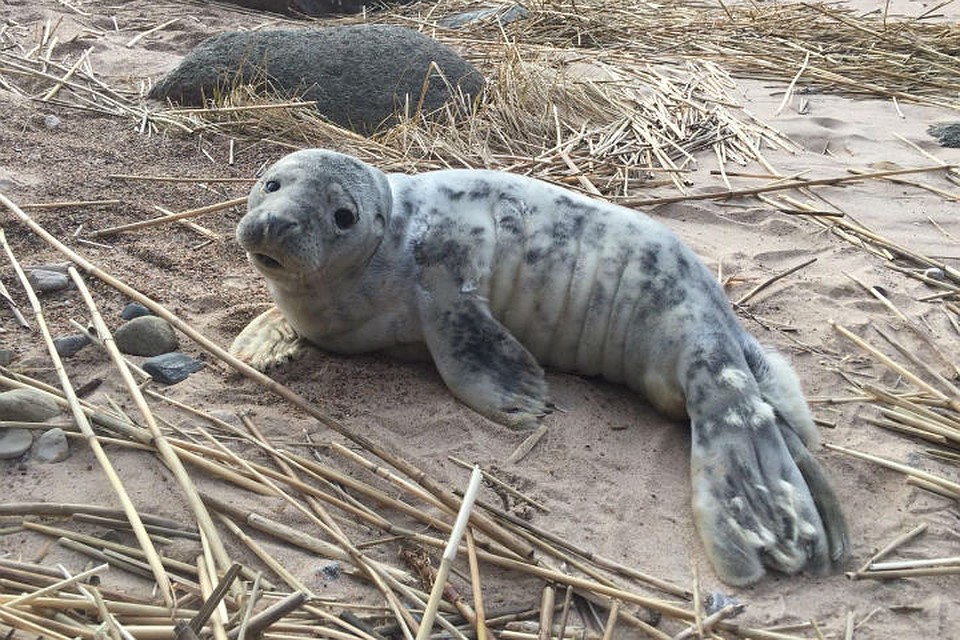 В естественной среде им не выжить из-за истощения и ран / Фото: Водоканал