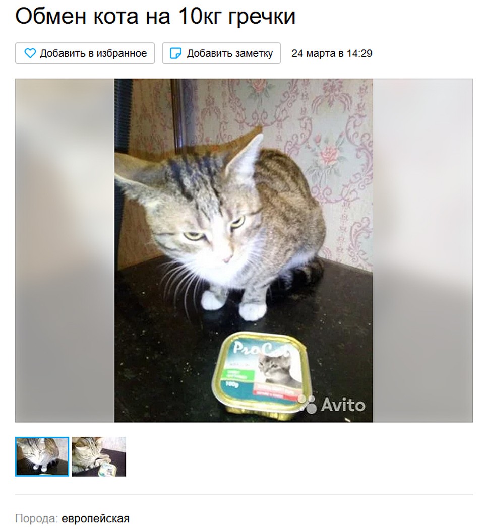 Отчаянный вопль котовладелицы