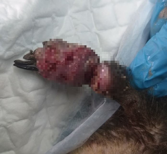 Фото: Первоуральское общество защиты животных