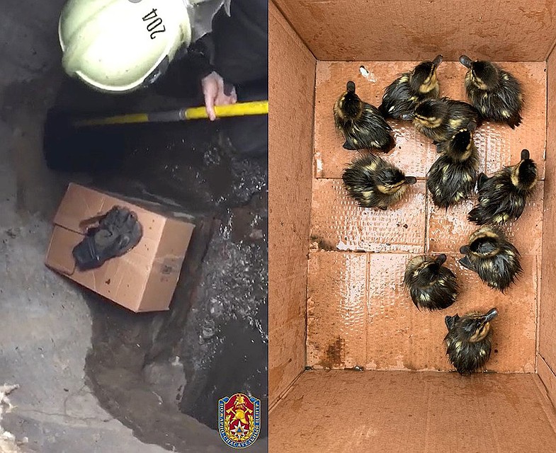 Спасатели достали из люка выводок утят.
