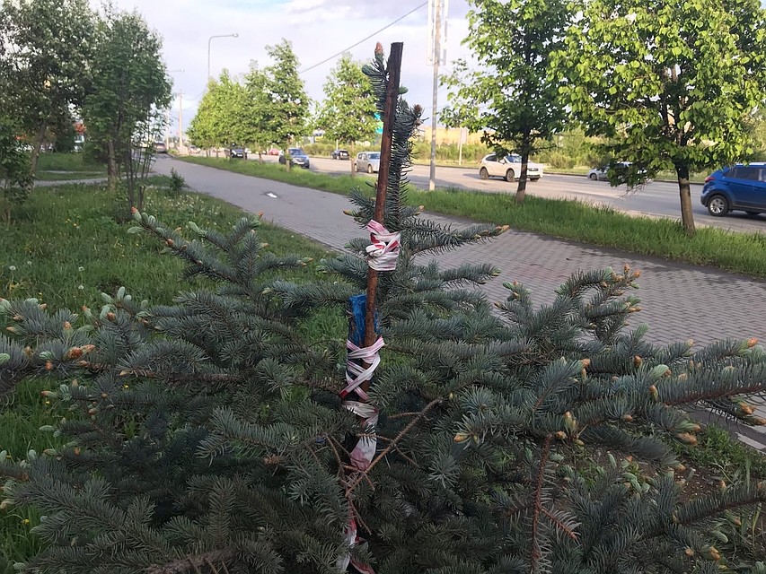 Новая верхушечка голубой елки - из боковой ветви. Фото: Инна КУМЕЙКО
