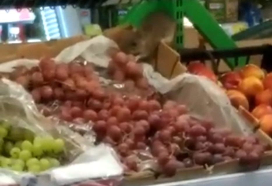Особенно по вкусу одному из грызунов пришелся виноград. Фото: vk.com/unreleased_dtp