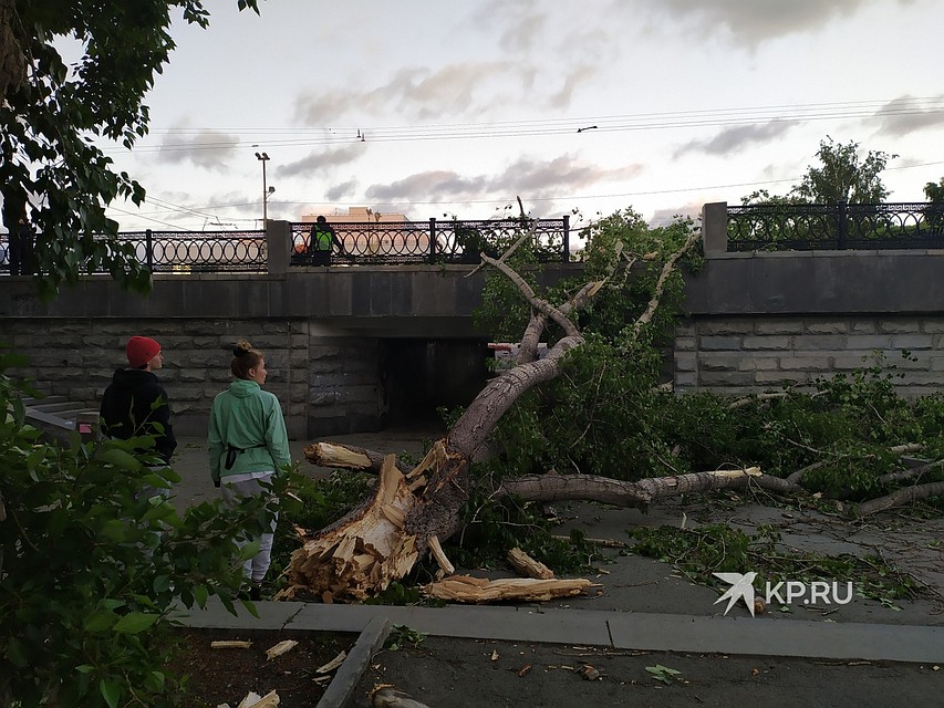 Упавшие деревья будут убирать коммунальные службы Фото: Алексей БУЛАТОВ
