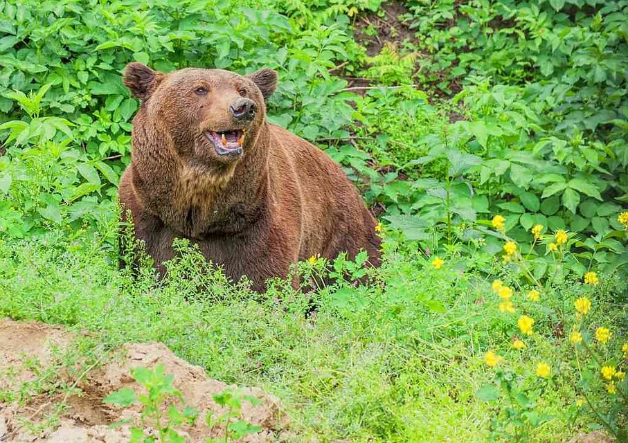 Мишка Ворчун уже освоился в Кишиневе. Фото: zoo.md