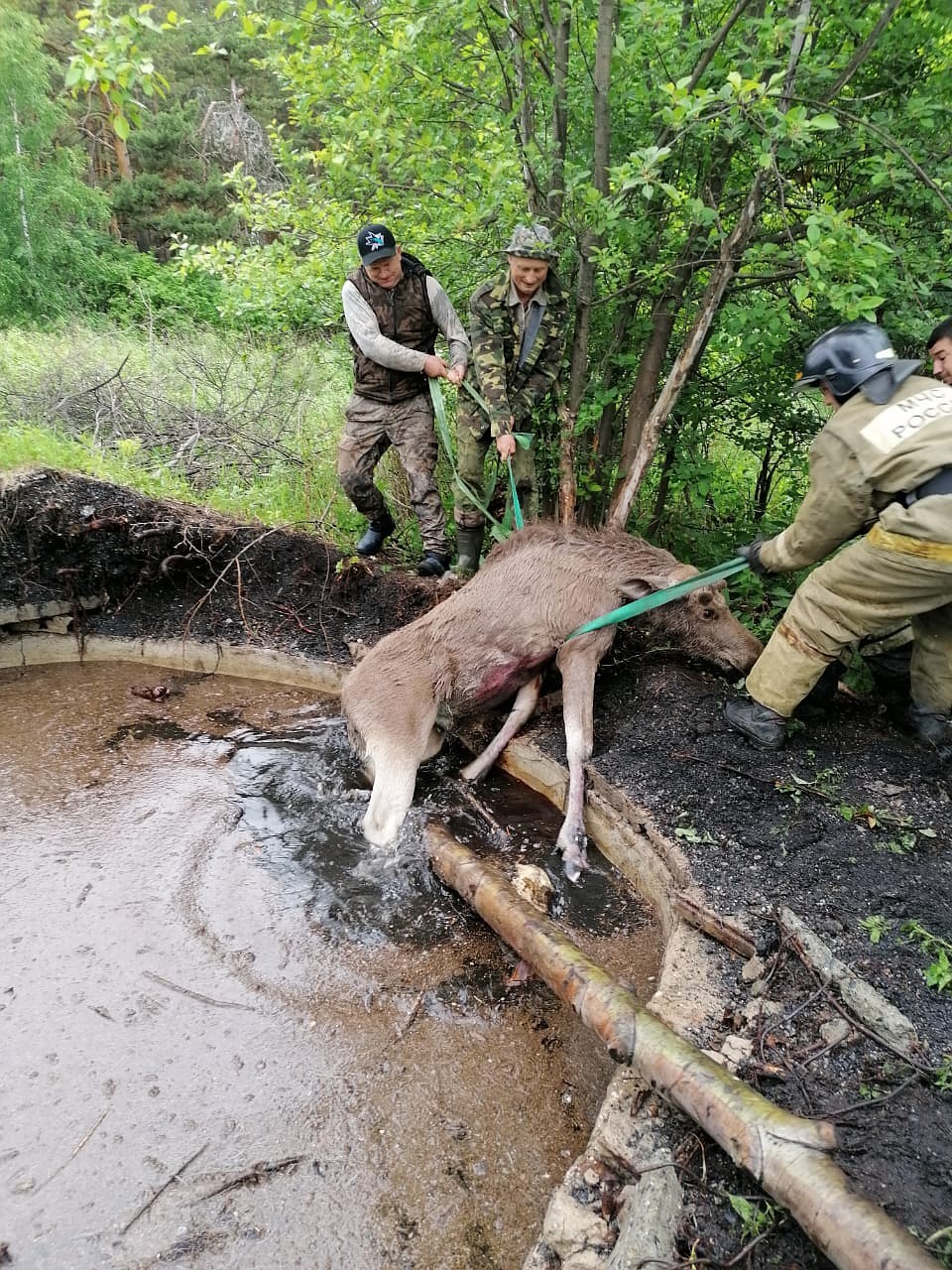 Крики лосенка из леса услышали в городе. Фото: пресс-служба ГУ МЧС по Свердловской области.