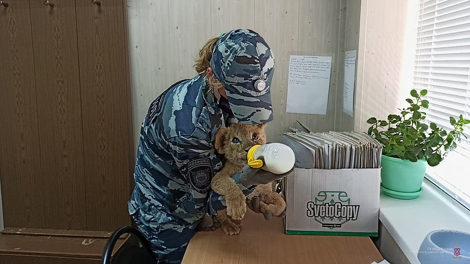 Для львенка подобрали рацион питания. Фото: ГУ МВД по Волгоградской области