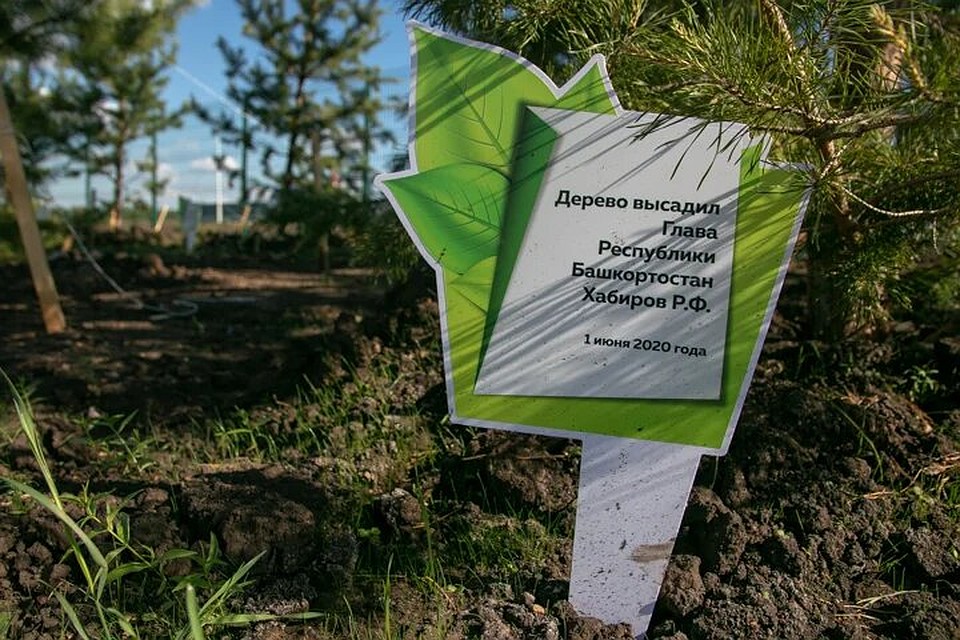 Первое дерево на "Аллее здоровья" высадил Радий Хабиров Фото: Рустем АХУНОВ