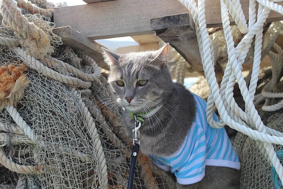 Южный кот Локи