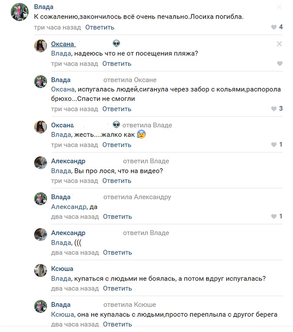 К сожалению, животное погибло. Фото: vk.com/unreleased_dtp